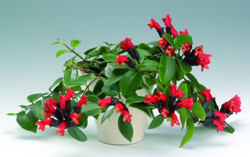 Szégyenlősvirág (Aeschynanthus lobbianus)