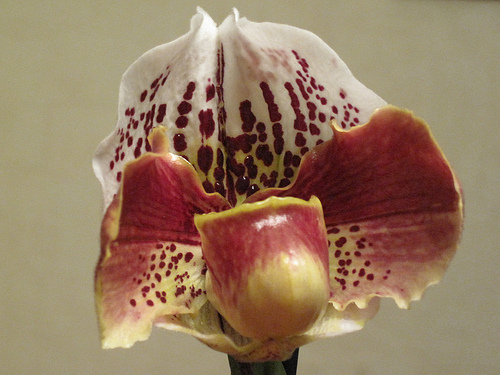 Paphiopedilum, kisasszonypapucs