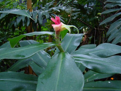 Costus