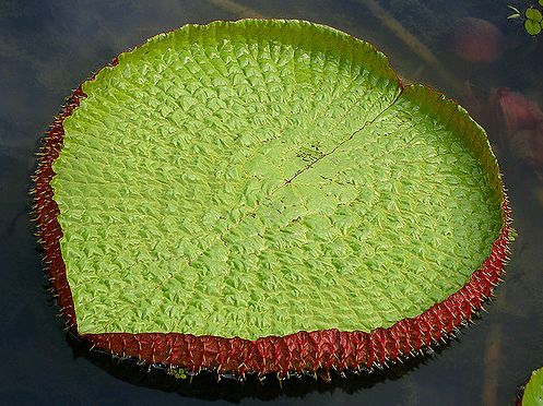 Victoria Amazonica levele