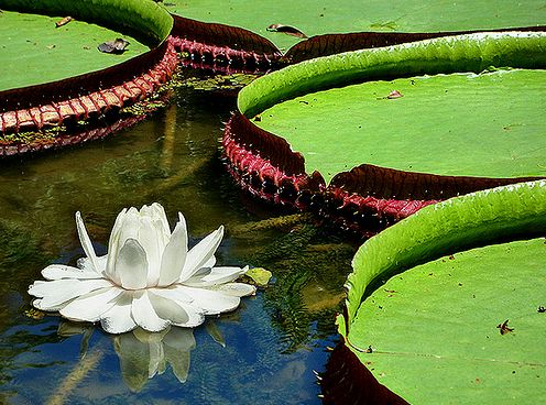 Victoria Amazonica virága