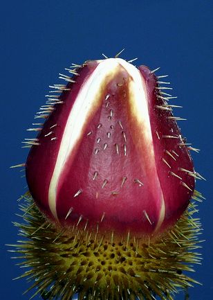 V Amazonica bimbó