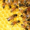 A méhpempő: miért annyira értékes gyógymód?