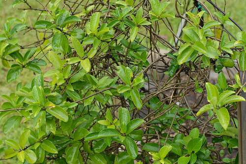 Gymnema sylvestre