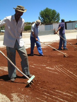 Teával az egészségért: Rooibos, az afrikai vöröstea