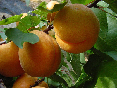Narancssárga-gyümölcs