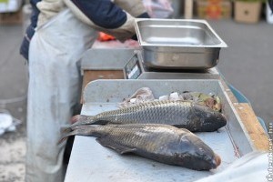 A halászlé előtt - élőhalak a piacon
