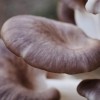 Hogyan termesszünk otthon gombát?