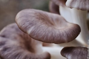 Hogyan termesszünk otthon gombát? Mutatjuk
