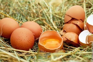 Hogyan kell értelmezni a tojások jelölését? Korbféreg éretlen tojás