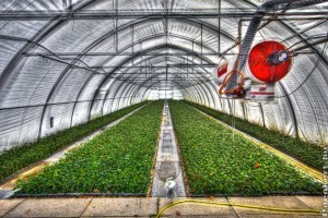 FruitVeB: idén több hajtatott zöldséget takaríthatnak be a termelők