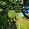 December 31-ig lehet bejelenteni az engedély nélkül telepített gyümölcsültetvényeket