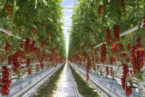 2019-es ígéret: 91 hektár zöldségtermesztő üvegház épül
