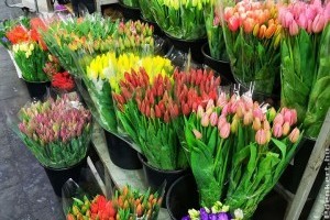 Ajándék virág a kertészektől a krízisben dolgozóknak