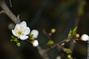 Május 15-ig van mód a tavaszi fagykár bejelentésére
