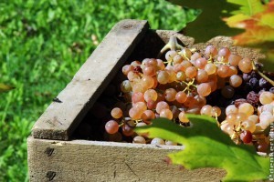 2020 szőlőtermesztés: kevesebb bor lesz idén, de kiváló lehet az évjárat