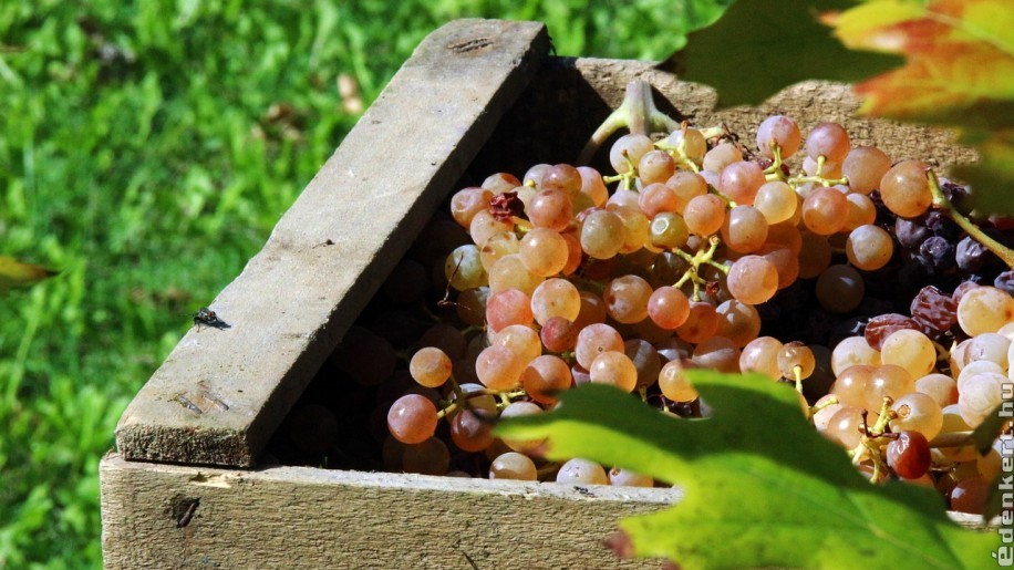 2020 szőlőtermesztés: kevesebb bor lesz idén, de kiváló lehet az évjárat