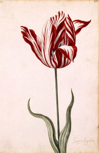17-szazad-tulipan_width