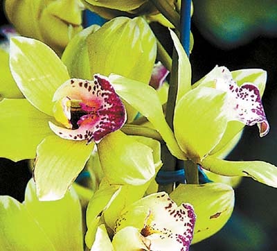 legdragabb-orchidea