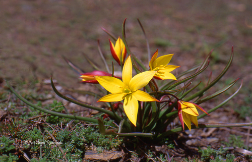 tulipa sylvestris