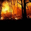 Kánikulában az erdőtűznek is nagyobb a veszélye