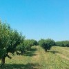 Azerbajdzsánba is tőlünk viszik a gyümölcsfa-csemetéket