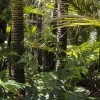 Az amazóniai erdőirtás jelentősen növeli a térség hőmérsékletét
