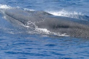 Új bálnafajt azonosítottak kutatók
