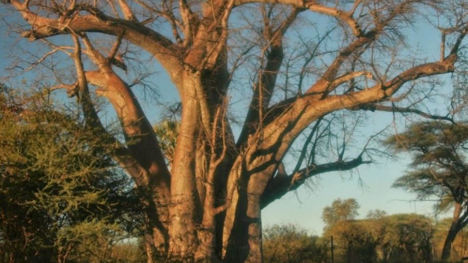 Közel 1200 éves az óriás afrikai fa, amibe Livingstone belekarcolta a nevét