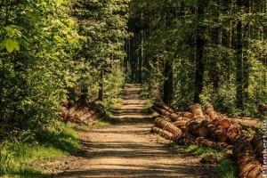 Így segíthet, hogy megmaradjanak a magyar erdők