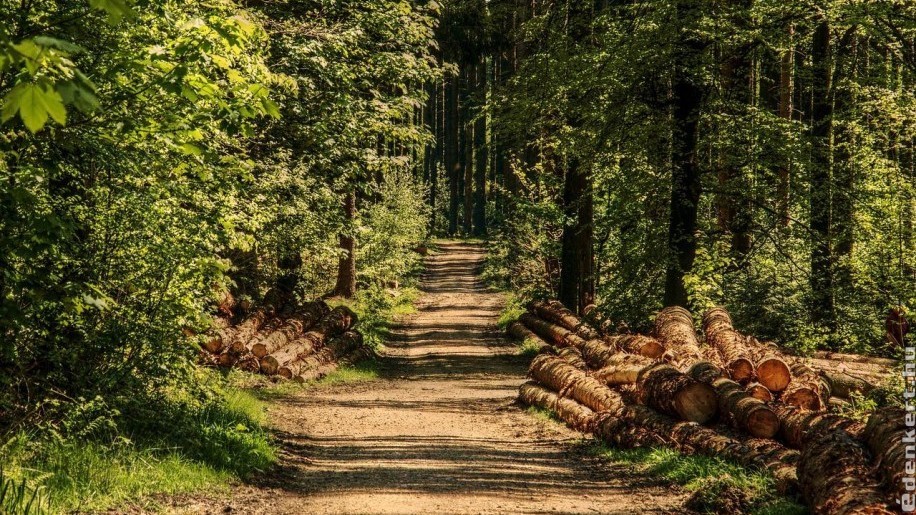 Így segíthet, hogy megmaradjanak a magyar erdők