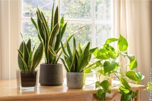 Zöldüljenek az apartmanok! – 3 növény, amivel feldobhatod az ingatlanod