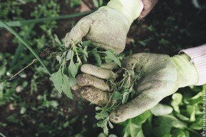 Hiányoznak a fiatal kertészek a mezőgazdaságból