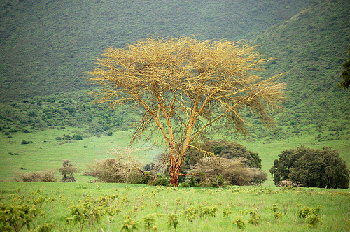Acacia-xanthophloea