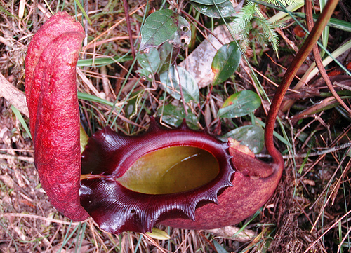 Nepenthes Rajah