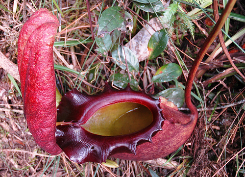 Nepenthes Rajah