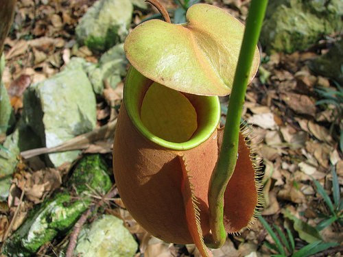 Nepenthes Edwardsiana