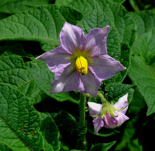 Solanum Tuberosum