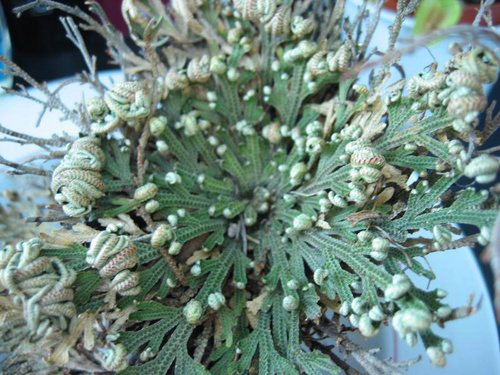 selaginella-lepidophylla
