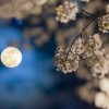 A Hold járása befolyásolja a növények fejlődését! Holdnaptár 2017 nyarára
