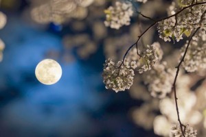 A Hold járása befolyásolja a növények fejlődését! Holdnaptár 2017 nyarára