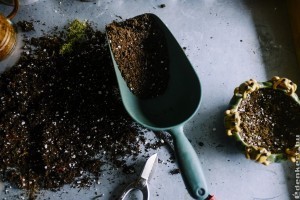 3 mód, hogyan szaporíthatod a kedvenc szobanövényeidet