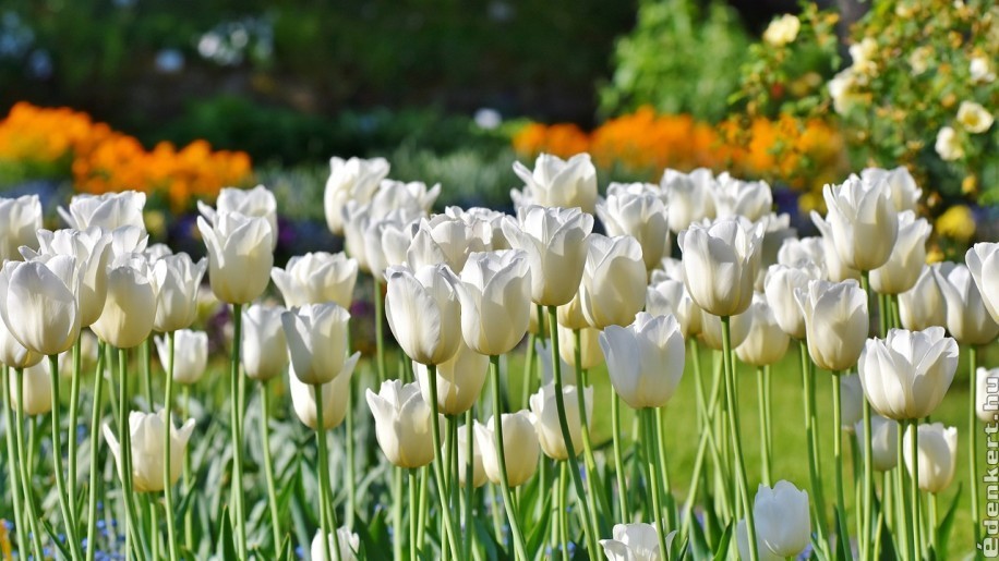 Így ültesd a tavaszi hagymás virágokat: Megyeri Szabolcs tanácsai!