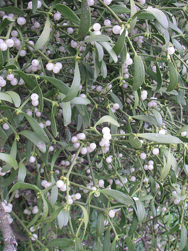 fagyongy-mistletoe