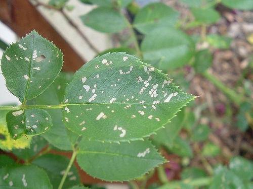 foltos-levelek-betegseg