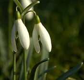 Kora tavasz a kertben - Tanácsok Bálint gazdától