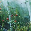 Hogyan termesszünk üvegházi paradicsomot otthon?