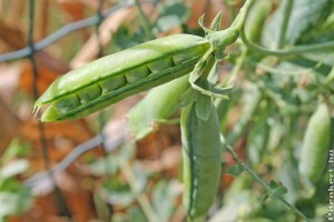 Mi a finom zöldborsó (Pisum sativum) termesztésének titka?