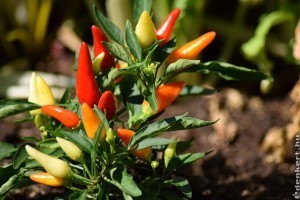 Chilipaprika termesztése: így vesd el a magokat!