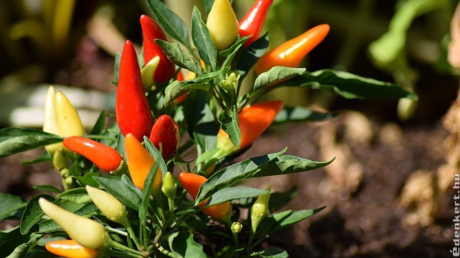 Chilipaprika termesztése: így vesd el a magokat!